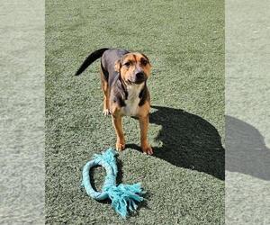 Australian Kelpie-Beagle Mix Dogs for adoption in Rockwall, TX, USA