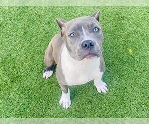 Mutt Dogs for adoption in Orange, CA, USA