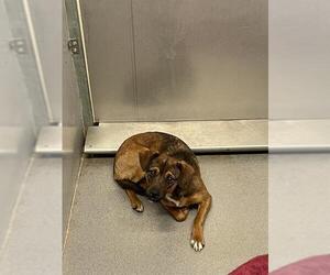 Chihuahua-Unknown Mix Dogs for adoption in Modesto, CA, USA