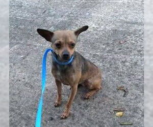Chihuahua-Unknown Mix Dogs for adoption in Virginia Beach, VA, USA