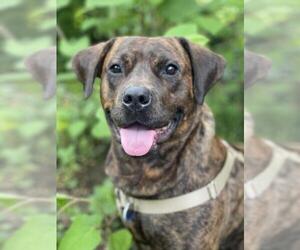 Rottweiler-American Pit Bull Terrier Dogs for adoption in Philadelphia, PA, USA