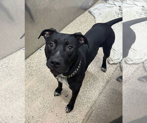 Mutt Dogs for adoption in Martinsburg, WV, USA