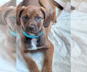 American Bulldog-Unknown Mix Dogs for adoption in Sanford, FL, USA