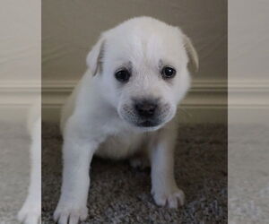 Great Pyrenees-Unknown Mix Dogs for adoption in OKLAHOMA CITY, OK, USA