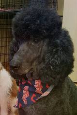 Poodle (Standard) Dogs for adoption in FAIRLAWN, OH, USA