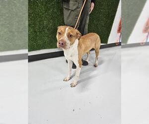 American Pit Bull Terrier-Unknown Mix Dogs for adoption in Temple, TX, USA