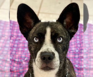 French Bulldog-Huskies  Mix Dogs for adoption in Newport Beach, CA, USA
