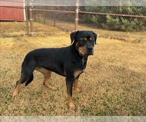 Medium Photo #1 Rottweiler-Siberian Husky Mix Puppy For Sale in Grovetown, GA, USA
