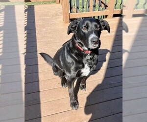 Golden Shepherd Dogs for adoption in Williamsburg, IA, USA