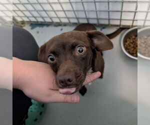 - Mix Dogs for adoption in Chico, CA, USA