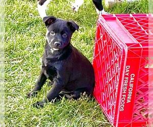Borador Dogs for adoption in Laramie, WY, USA