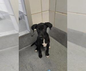 Labrador Retriever-Unknown Mix Dogs for adoption in San Antonio, TX, USA