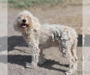 Poodle (Miniature)-Unknown Mix Dogs for adoption in San Antonio, TX, USA