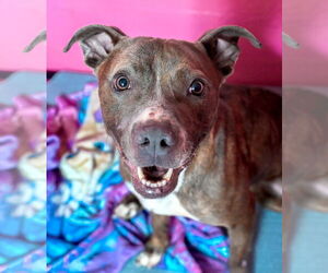 Mutt Dogs for adoption in Chattanooga, TN, USA