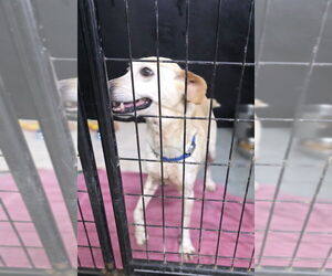 Greyhound-Labrador Retriever Mix Dogs for adoption in Osgood, IN, USA