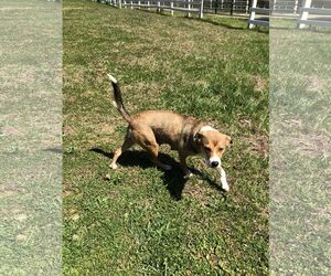 Beagle-Siberian Husky Mix Dogs for adoption in Columbus, NC, USA