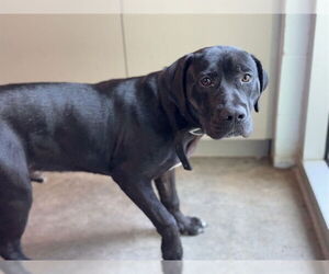 Labrador Retriever Dogs for adoption in Tavares, FL, USA