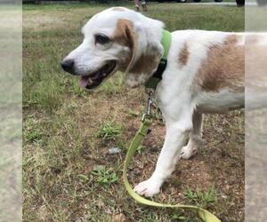 Beagle Dogs for adoption in Hamilton, GA, USA