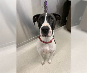 Great Dane-Unknown Mix Dogs for adoption in Fairbanks, AK, USA