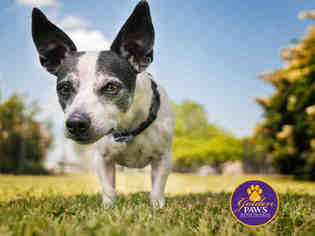 Rat Terrier Dogs for adoption in Norfolk, VA, USA
