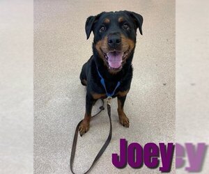 Rottweiler-Unknown Mix Dogs for adoption in Saginaw, MI, USA