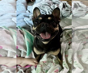 French Bulldog Dogs for adoption in Royal Palm Beach, FL, USA