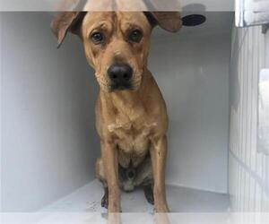 Labrador Retriever-Unknown Mix Dogs for adoption in Houston, TX, USA