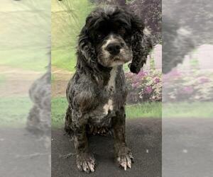 Cocker Spaniel Dogs for adoption in Westminster, MD, USA