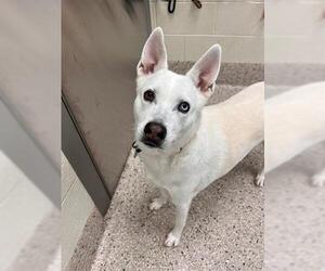 Siberian Husky Dogs for adoption in Brighton, CO, USA