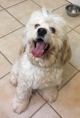Cocker Spaniel Dogs for adoption in Houston, TX, USA