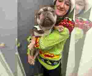 French Bulldog Dogs for adoption in Tenafly, NJ, USA