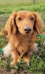 Medium Photo #1 Dachshund-Unknown Mix Puppy For Sale in Pacolet, SC, USA