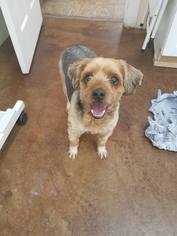Mutt Dogs for adoption in Rathdrum, ID, USA