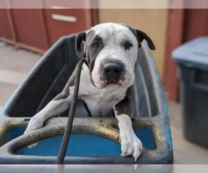 American Pit Bull Terrier-Chinese Shar-Pei Mix Dogs for adoption in Phoenix, AZ, USA