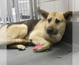 German Shepherd Dog Dogs for adoption in San Antonio, TX, USA