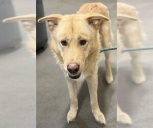 Labrador Retriever-Unknown Mix Dogs for adoption in Forestville, MD, USA