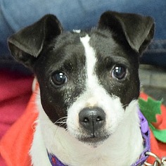 Jack Russell Terrier Dogs for adoption in Huntley, IL, USA