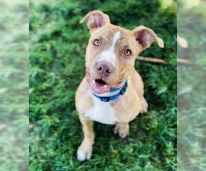American Pit Bull Terrier-Unknown Mix Dogs for adoption in Bakersfield, CA, USA