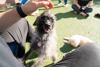 Poodle (Toy) Dogs for adoption in San Francisco, CA, USA