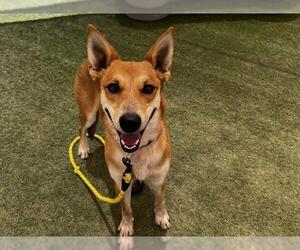 German Shepherd Dog-Unknown Mix Dogs for adoption in Las Vegas, NV, USA