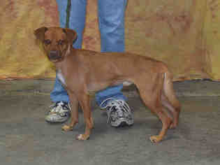 Chipin Dogs for adoption in Louisville, KY, USA