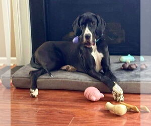 Great Dane Dogs for adoption in Bullard, TX, USA