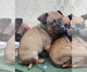 Chug Dogs for adoption in Pacifica, CA, USA