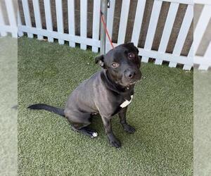 American Pit Bull Terrier-Unknown Mix Dogs for adoption in Modesto, CA, USA
