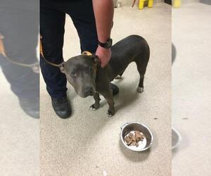 American Pit Bull Terrier Dogs for adoption in Riverside, CA, USA