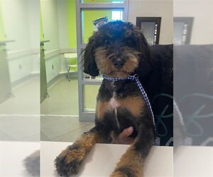 Poodle (Miniature) Dogs for adoption in Rancho Cucamonga, CA, USA