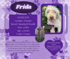 Poodle (Standard) Dogs for adoption in Rancho Cordova, CA, USA