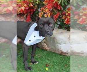 American Pit Bull Terrier Dogs for adoption in Oklahoma City, OK, USA