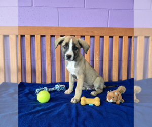 Labrador Retriever-Unknown Mix Dogs for adoption in Genesee, WI, USA