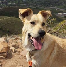 Medium Photo #1 Labrador Retriever-Unknown Mix Puppy For Sale in Salt Lake City, UT, USA
